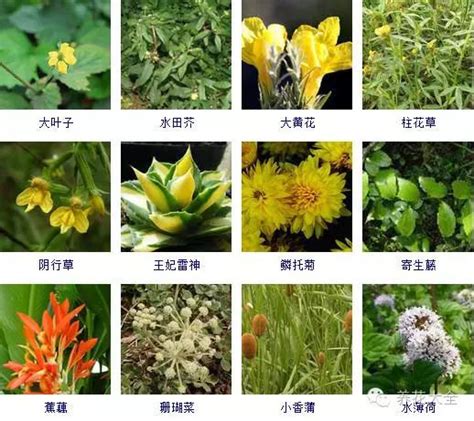 草本植物有哪些|草本植物(花卉)图鉴及常见问题大全